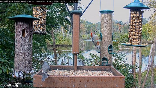9.2K views · 386 reactions | This Red-bellied Woodpecker shows off the reason for its name at the Cornell Lab FeederWatch Cam. The red-washed belly is often hidden away when these woodpeckers are hitched to trees – just resist the temptation to call them Red-headed Woodpeckers, a somewhat rarer species with an entirely red head. Watch them LIVE at AllAboutBirds.org/CornellFeeders | Bird Cams | Facebook