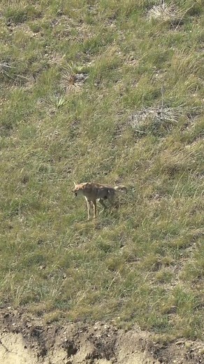 Female Coyote Cussing at FOXPRO X24