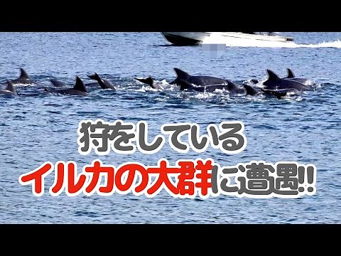 【貴重映像】【イルカの狩】ドライブ中に偶然出会ったイルカの大群/漁港にイルカの群れ/癒し/50代主婦vlog