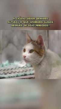 The truth about cats having 7 lives #biology #animals #educational