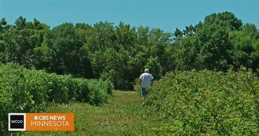 How do farm shares work?