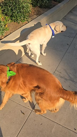 Shadow and Chance and the bouncy house 🏠 ✨️ #dogs