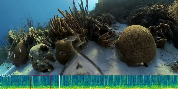 What noise does a fish make? New underwater tool lets ecologists ID fish from their sounds