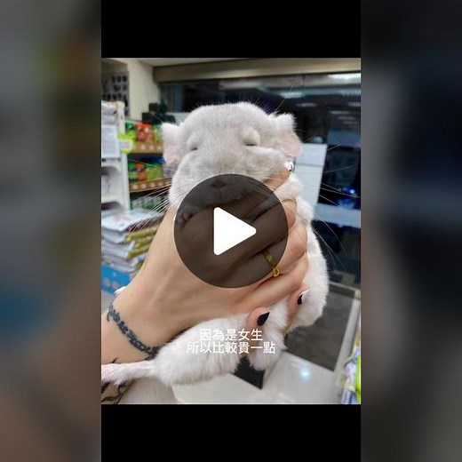 養龍貓的責任與挑選指南