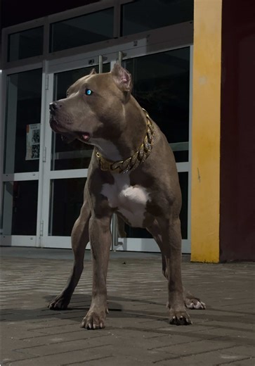 Understanding the Phantom Pitbull Breed