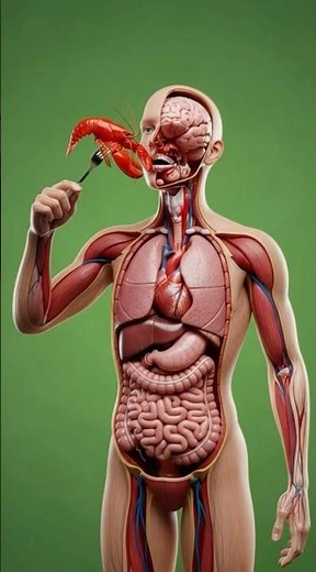 🦞 What Happens Inside Your Body When You Eat Lobster?