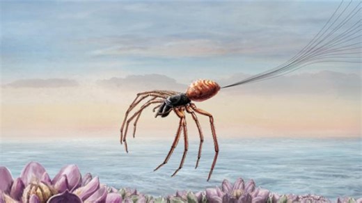 Are ‘giant, flying’ joro spiders really taking over the U.S.?