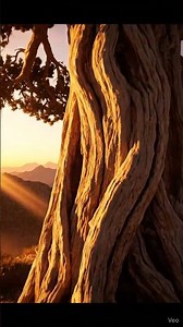 Earth’s Oldest Tree Is 5,000 Years Old