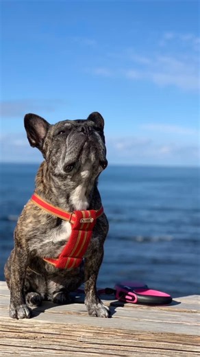 ポトメタ/金属アート/Miyazono on Instagram: "『想いと姿を金属に刻む』 ポトメタ フレンチブルドッグのSAKURAちゃん ゴルフマーカーや記念メダルに⭐️ #ポトメタ #高級ギフト #特別な贈り物 #金属アート #ゴルフマーカー"