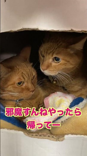 【ハナとマイ】邪魔すんで 邪魔すんねやったら帰って あいよ(新喜劇)