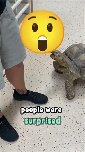 SEE WHAT A TURTLE WOULD LOOK LIKE WITHOUT ITS SHELL! 😱🐢