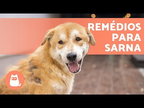 12 REMÉDIOS CASEIROS para SARNA em CACHORROS 🐶✅