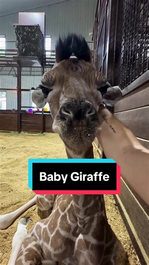 Adorable Baby Giraffe Videos