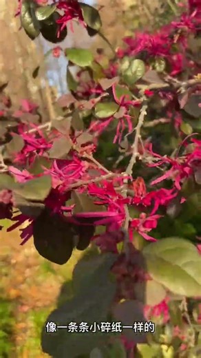 刷草记录79: 一树像小纸条样的红花是什么植物？#植物科普 #春花烂漫#识百草 #一花一草一世界 #刷草