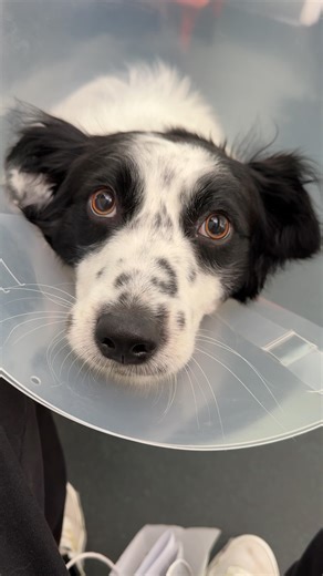 Mal the Rescue Border Collie on Instagram: "spay day is here #puppy #bordercollie #rescuedog #spayandneuter #dogdad Song Earlybird HATAMITSUNAMI Epidemic Sound"