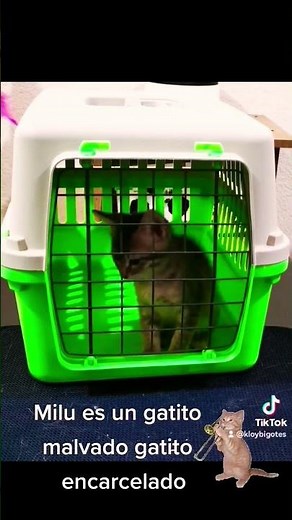 Evil kitten imprisoned kitten