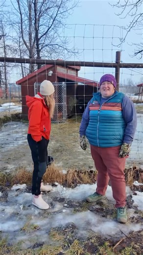 Alaska Wildlife Cons. Center on Instagram: "Behind every wooly muskox coat is a heart that deserves gentle care. They’re fierce on the outside — but their care needs are almost as soft as their underfur. Right now, routine medical care like hoof trims and blood draws can only happen through darted sedation, which adds stress for these sassy giants. This Giving Tuesday, you can help change that. Watch AWCC Executive Director Howie and AWCC Head Veterinarian Dr. Oakley as they share how a hydrauli