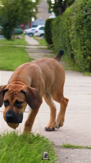 Let A Boerboel Off Leash, See The Difference