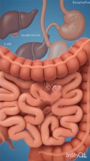 digestive process of food 3d animation #educational #animation #humanbody #digestivesystem
