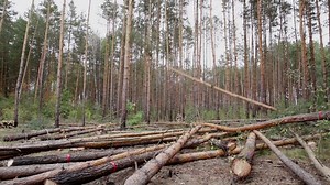 248 reactions · 36 shares | There’s a misperception that wood structures are the “green” choice. But over 1,300 trees go into one CLT structure. It’s not construction—it’s deforestation. | Build With Strength | Facebook