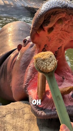 I cleaned the hippo's teeth🥵 ll Carriage House wooden artist ll #cartoon #shortvideoshortvideo