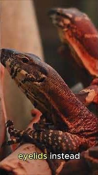 Lizard vs Gecko – The Real Difference You Never Noticed