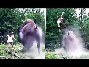 The Most GRUESOME Bison Attack in Yellowstone History
