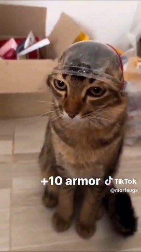 Morfeu Cats no TikTok
