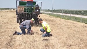 For the first time, the show site is offering the opportunity to see mono-species cover crops and popular cover crop mixtures growing in demonstration plots on-site. #HHD24 Read more: https://www.farmprogress.com/husker-harvest-days/cover-crop-plot-debuts-at-husker-harvest-days | Husker Harvest Days