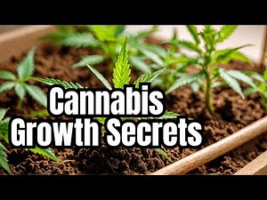 How to Successfully Grow Cannabis in Coco Coir