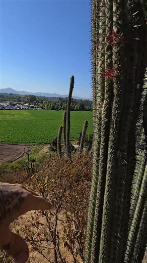 80K views · 4.5K reactions | CHILE : One of the weirdest parasitic plants in the world, Tristerix aphylla (Tropical Mistletoe Family : Loranthaceae) parasitizes cacti like Trichocereus chiloensis and spends its entire life living inside them, only bursting out to flower a la the alien from the H.R.Giger movie. The Red flowers are pollinated by hummingbirds and the white squishy fruits are spread by birds, as well. | Crime Pays But Botany Doesn't | Facebook