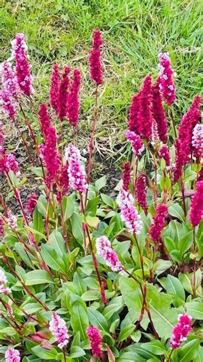 Sunny day out #flowergarden #ireland
