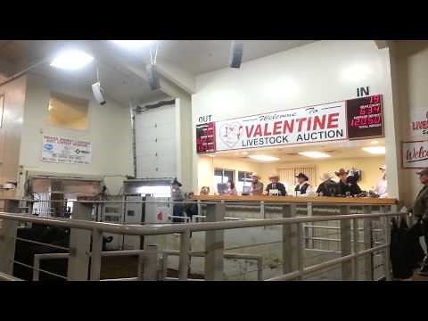 Jared Miller Greater Midwest Livestock Auctioneer Championship 2013