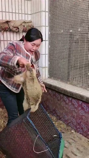 感谢快手绿色平台的每一次支持！土拨鼠养殖！农村养殖！绿色养殖！