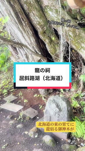 龍が宿る御神木とパワースポット探訪