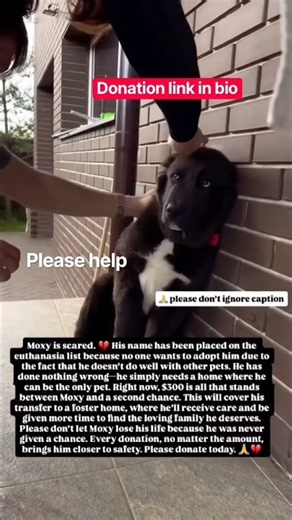 💔🚨 Moxy Is on the Euthanasia List — $300 Needed to Save Him! 🐾😭