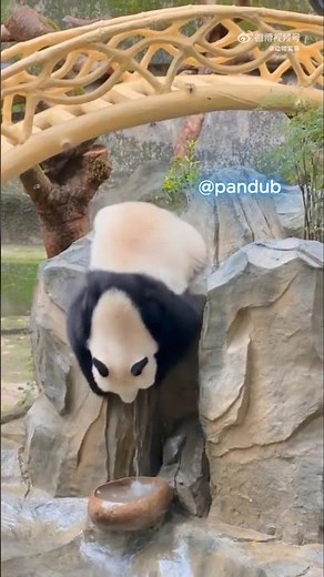 Esto es agua mágica fandub 🐼🐼 #shorts #humor #doblaje #fandub