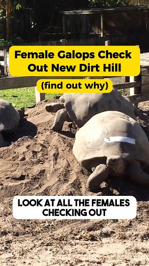 1.9K views · 60 reactions | Did you know that if the conditions aren't right, tortoises won't lay their eggs? Watch the video to see what goes through a tortoise's mind before laying its eggs and what checking out this dirt hill has to do with it. | Florida Iguana and Tortoise Breeders | Facebook