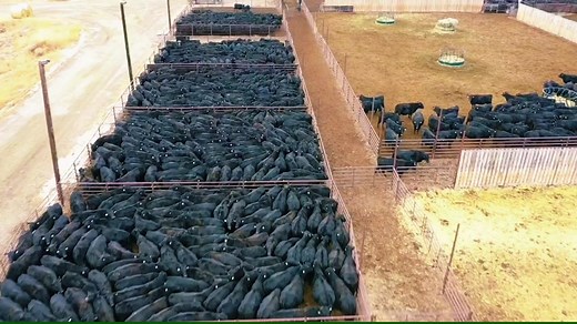 Sorting Cattle at the Ranch