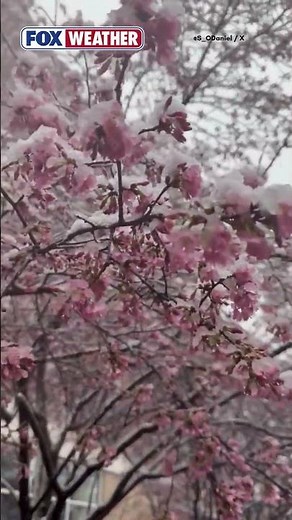 The Iconic Cherry Blossom Trees In Washington, D.C., Are Covered In Snow After Days Of Warm Weather