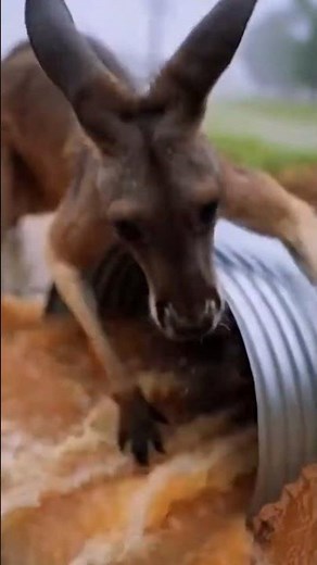 Roaring Storm Rescue: Kangaroo Saves Joey #Wildlife #Documentary #Rescue