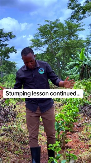 Coffee Stumping Lesson: Max 10 Years Old