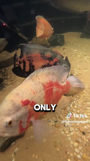 Is my pond too small? #wild #viral? #crazypets #outdoorpond #pond #giantfish