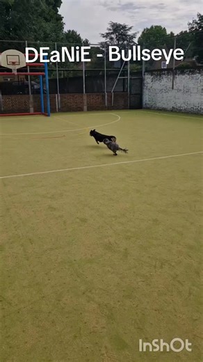 DEaNiE - Bullseye #viralvideos #popmusic #musiciansoftiktok #romanianrescuedogs #dogfriends @Tik Tok Australia @tiktokglobal @Shawn Mendes @soundcloud @Bruno Mars @Justin Timberlake @James Arthur @Calum Scott @Maroon 5 @Sky Sports