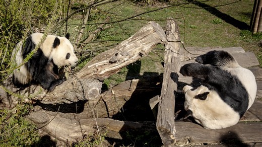 Zoo i København opgiver at få pandaer til at parre sig i år