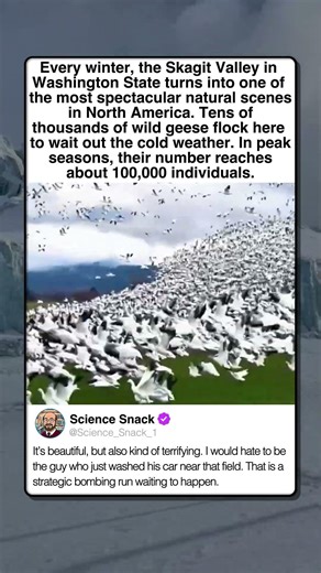 MASSIVE FLOCK OF BIRDS TAKING OFF