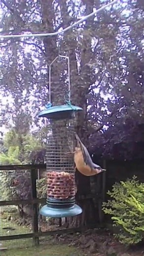 #Shorts - Nuthatch Feeding. #talltreesnaturereserve #birds #birding #nuthatch #gardenbirds