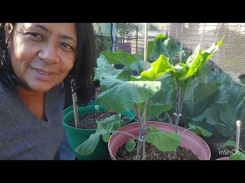 Harvesting and mid-month fertilizing day.