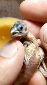 2.2M views · 10K reactions | إطعام صغير owl finch  | Mr Birds - محمد مربي الطيور | Facebook