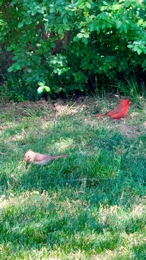 Northern Cardinals foraging 🌿🐦❤️ #birdwatching #wildlife